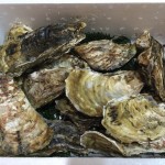 玄海町にふるさと納税 プリプリで粒が大きく、美味しい牡蠣を2キロ