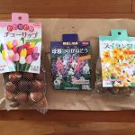 サカタのタネ 株主優待の球根セット