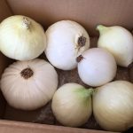 奈半利町に3,000円のふるさと納税 新玉ねぎ1.8キロいただきました